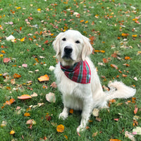 Little English traditional children's clothing. Red and green tartan plaid dog bandana for Fall. Holiday dog bandana.